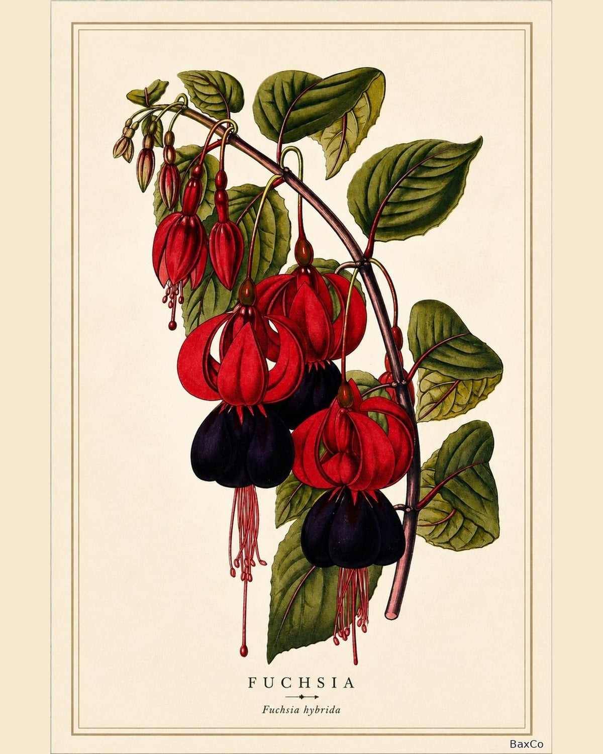 The Botanical Series