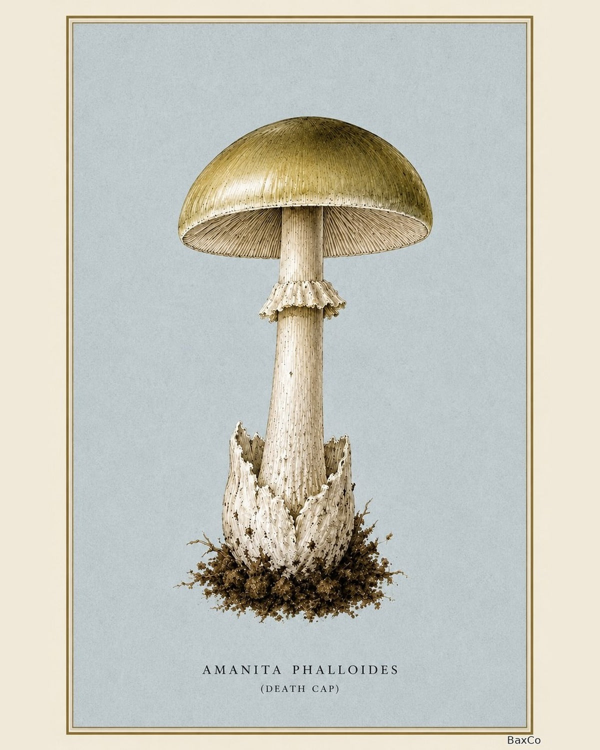 Fungi Folios