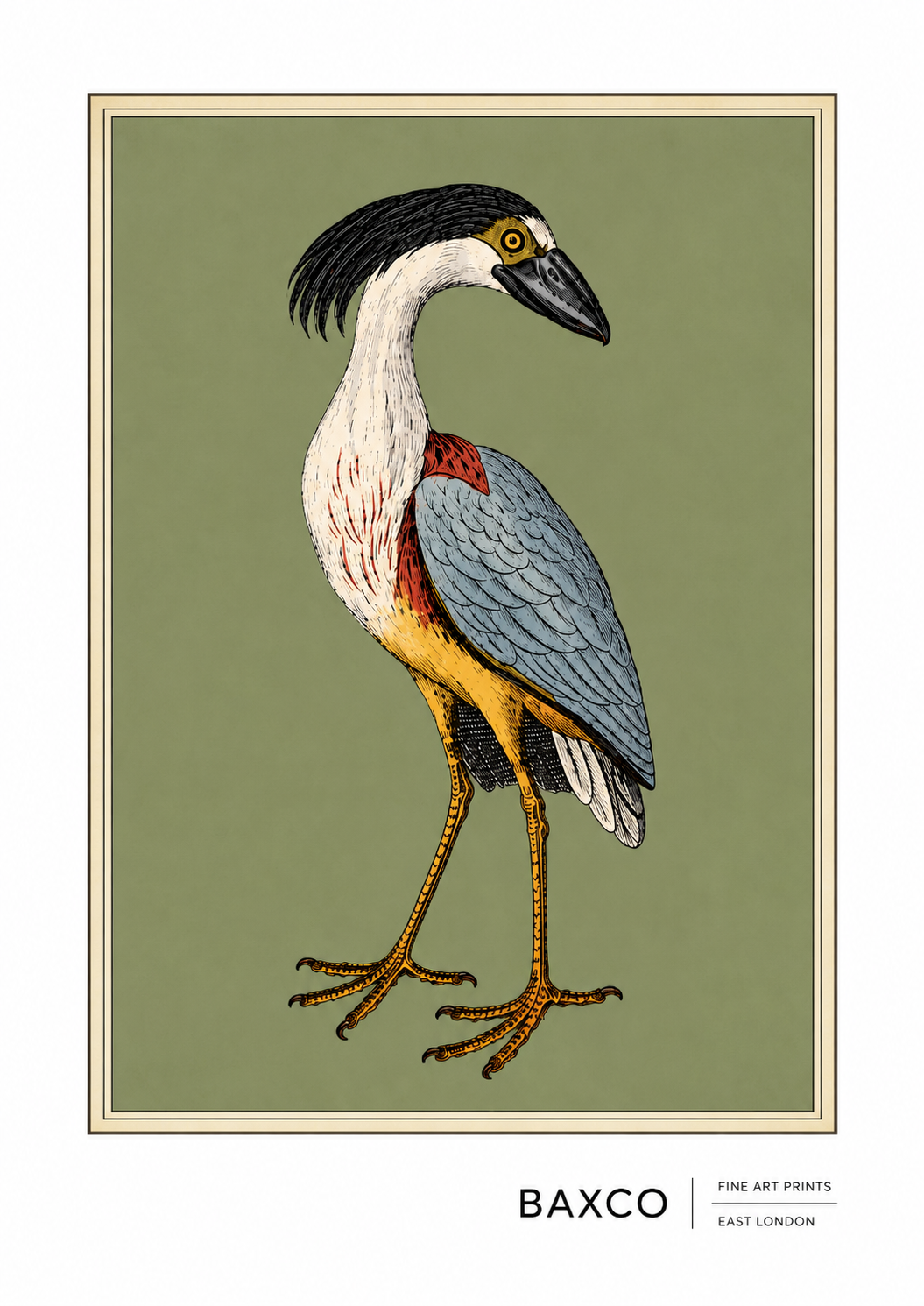 This print is a reproduction of an engraving created in 1808 by Sydenham Edwards, the much-lauded Welsh natural history illustrator, and it captures his style brilliantly.