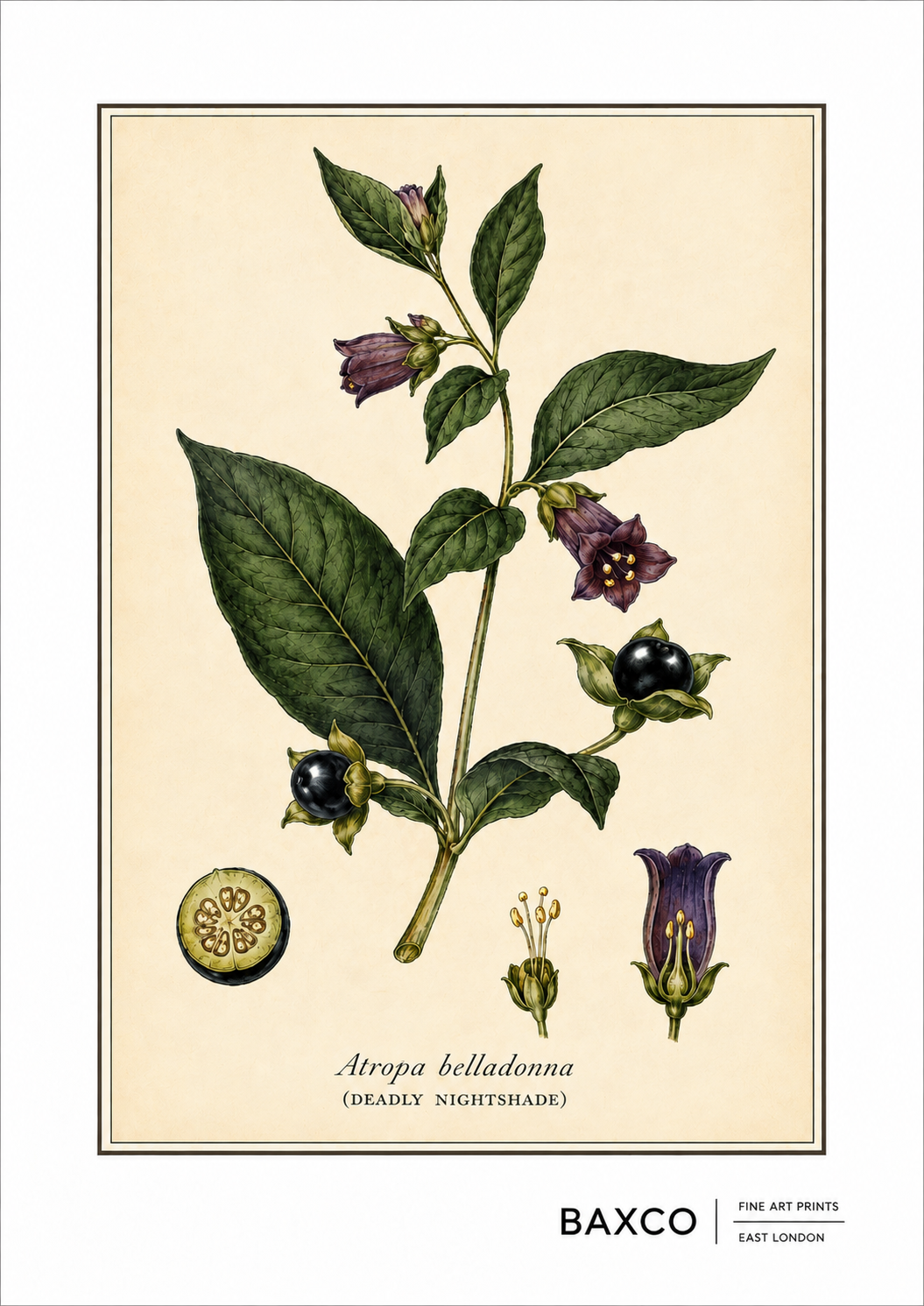 A richly detailed botanical study of deadly nightshade, or Atropa belladonna, one of history’s most notorious poisonous plants. 