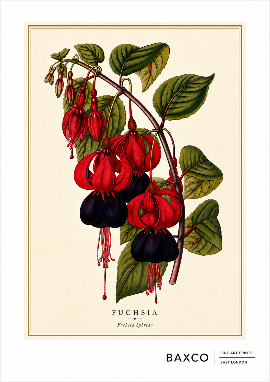 A striking reproduction of a c.1870 chromolithograph of fuchsia, after H. Briscoe and originally published in London by Groombridge & Sons. 