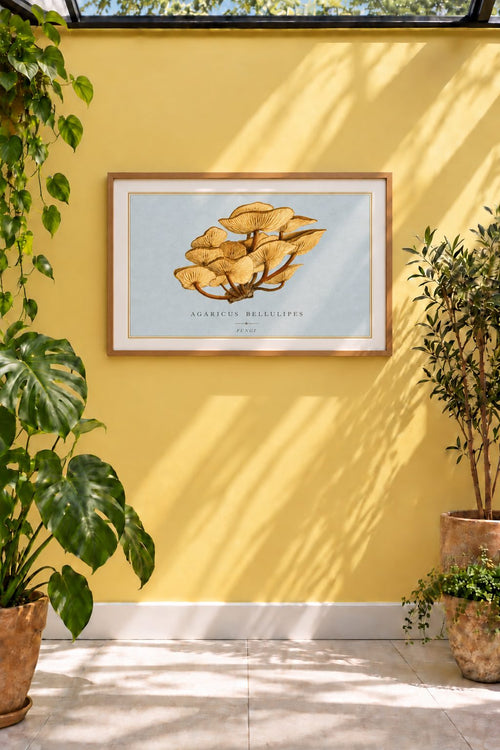A beautifully detailed study of Agaricus bellulipes, depicting a dense cluster of delicate golden mushrooms viewed from below. The radiating gills and warm ochre tones are set against a soft blue-grey ground, giving this historic mycological illustration an unusually elegant, almost architectural quality.

This BAXCO reproduction is derived from an 1893 watercolour by an unknown artist, originally inscribed “Agaricus velutipes, Clifton Feby/93.” 