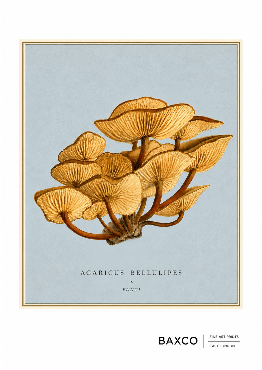 A beautifully detailed study of Agaricus bellulipes, depicting a dense cluster of delicate golden mushrooms viewed from below. The radiating gills and warm ochre tones are set against a soft blue-grey ground, giving this historic mycological illustration an unusually elegant, almost architectural quality.

This BAXCO reproduction is derived from an 1893 watercolour by an unknown artist, originally inscribed “Agaricus velutipes, Clifton Feby/93.” 