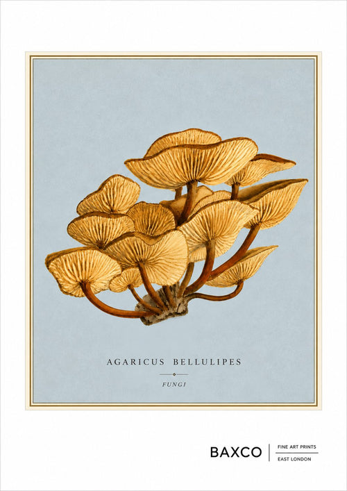 A beautifully detailed study of Agaricus bellulipes, depicting a dense cluster of delicate golden mushrooms viewed from below. The radiating gills and warm ochre tones are set against a soft blue-grey ground, giving this historic mycological illustration an unusually elegant, almost architectural quality.

This BAXCO reproduction is derived from an 1893 watercolour by an unknown artist, originally inscribed “Agaricus velutipes, Clifton Feby/93.” 