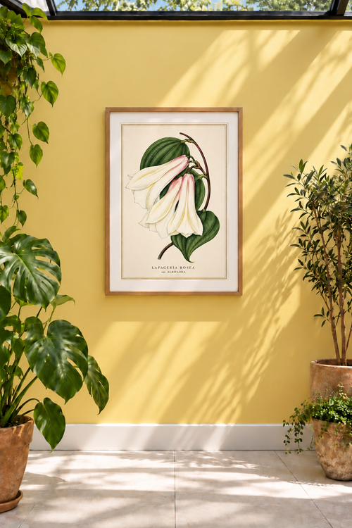 A reproduction of a mid-19th-century coloured lithograph of Lapageria rosea, the Chilean bellflower or copihue. This rare white-flowered form, Albiflora, transforms a plant better known for its deep red blooms into something altogether more delicate, with elegant ivory bells set against rich green foliage. Native to Chile, the copihue is today the country’s national flower.