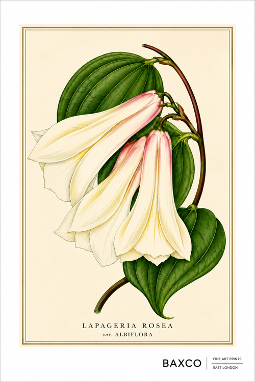 A reproduction of a mid-19th-century coloured lithograph of Lapageria rosea, the Chilean bellflower or copihue. This rare white-flowered form, Albiflora, transforms a plant better known for its deep red blooms into something altogether more delicate, with elegant ivory bells set against rich green foliage. Native to Chile, the copihue is today the country’s national flower.