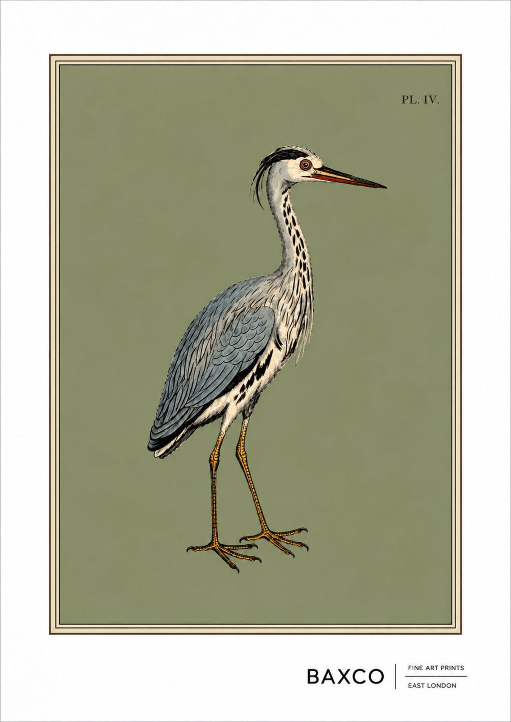 There is something wonderfully serene about this 19th-century study of a heron. The long, elegant neck, dagger-like bill and beautifully detailed plumage give the bird an almost aristocratic presence.&nbsp;

This print is a reproduction of an engraving created in 1808 by&nbsp;Sydenham Edwards, the much-lauded Welsh natural history illustrator, and it captures his style brilliantly.

