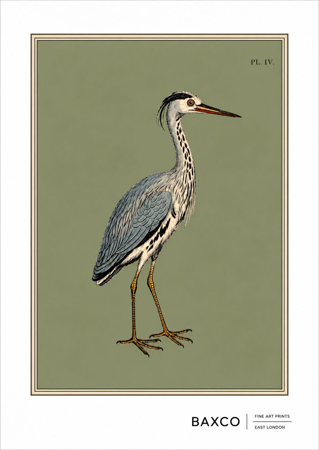There is something wonderfully serene about this 19th-century study of a heron. The long, elegant neck, dagger-like bill and beautifully detailed plumage give the bird an almost aristocratic presence.&nbsp;

This print is a reproduction of an engraving created in 1808 by&nbsp;Sydenham Edwards, the much-lauded Welsh natural history illustrator, and it captures his style brilliantly.

