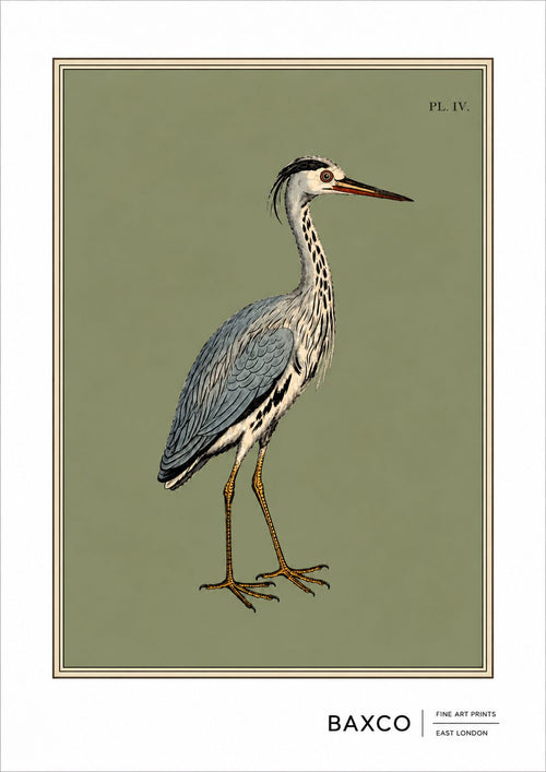There is something wonderfully serene about this 19th-century study of a heron. The long, elegant neck, dagger-like bill and beautifully detailed plumage give the bird an almost aristocratic presence.&nbsp;

This print is a reproduction of an engraving created in 1808 by&nbsp;Sydenham Edwards, the much-lauded Welsh natural history illustrator, and it captures his style brilliantly.

