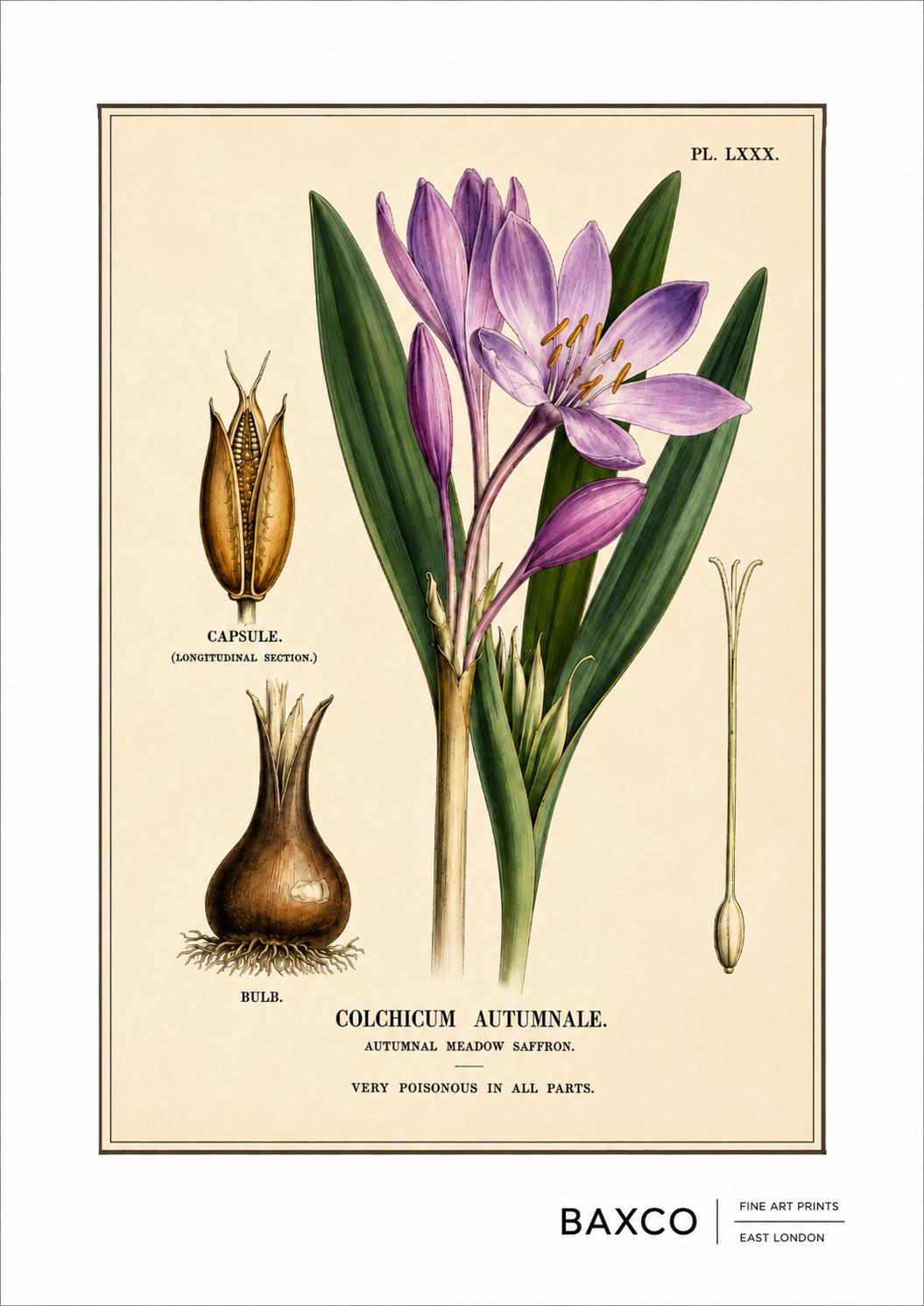 A beautifully delicate botanical study of autumnal meadow saffron, or Colchicum autumnale. Its elegant crocus-like flowers conceal a potent toxicity: the plant contains colchicine, a compound that can be deadly but has also played an important role in medicine for centuries.

The illustration originates from an 1855 hand-coloured engraving by J. Johnstone, published in Glasgow by Blackie & Son as part of a study of four poisonous plants: hemlock, henbane, poisonous lettuce and autumnal meadow saffron.

This