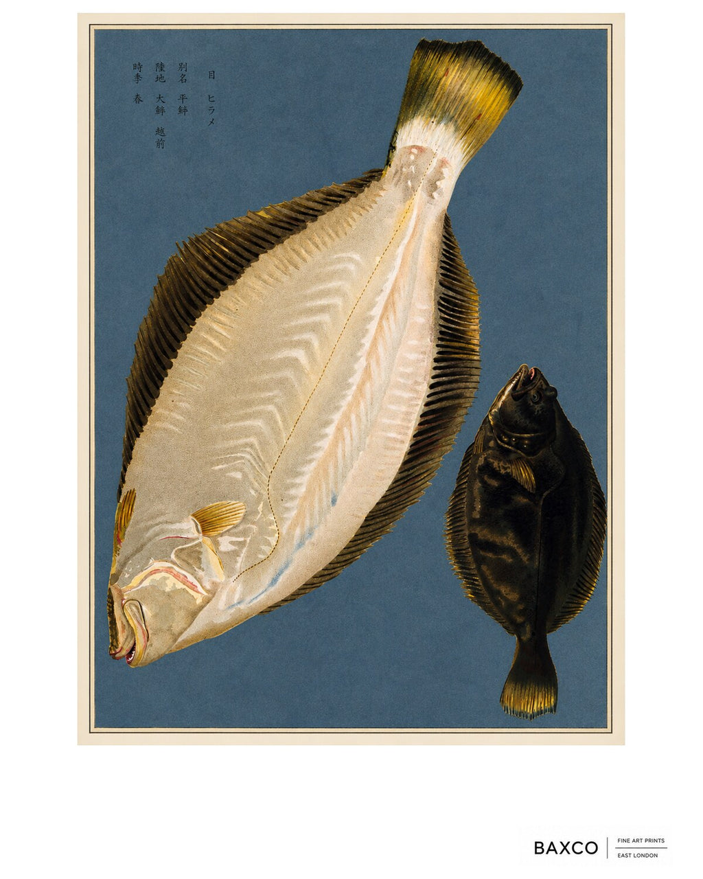 Hirame takes its name from the Japanese word for olive flounder.

This reproduction of an 1884 Japanese colour lithograph presents two views of the same remarkable fish: its pale underside and its dark upper surface. The dramatic contrast between them, combined with the flounder’s extraordinary flattened anatomy, gives the composition an almost sculptural quality.

The original appeared in Namima no nishiki, or Brocades of the Waves