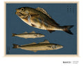 Isaki takes its name from the Japanese word for chicken grunt, a fish found throughout the coastal waters of East Asia.

This reproduction of a late-19th-century Japanese colour lithograph depicts isaki alongside shirogisu and aogisu, two species of whiting. Their contrasting forms, subtly patterned scales and flashes of gold and silver are rendered with exceptional precision against the deep indigo ground.

The original appeared in Namima no nishiki, or Brocades of the Waves, a remarkable series of twelve 