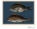 Kaizu takes its name from a Japanese term for the young black sea bream.

This reproduction of an 1884 Japanese colour lithograph pairs kaizu with takanohatai, or spotted-tail morwong. Silvery scales, dark banding and finely articulated fins are set against the deep indigo ground, creating a composition that feels both historic and strikingly modern.

The original appeared in Namima no nishiki, or Brocades of the Waves, a remarkable series of twelve prints devoted to the inhabitants of Japanese waters.