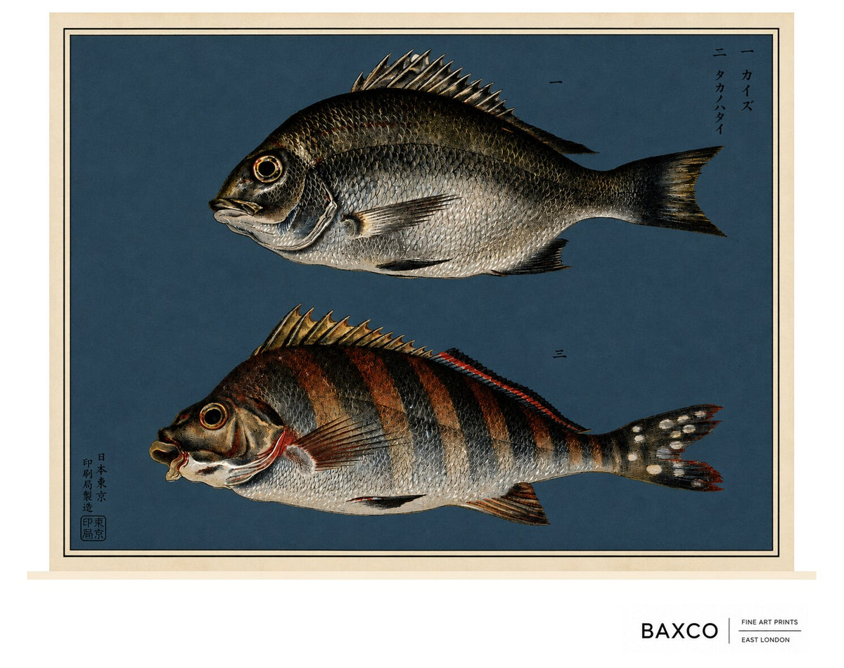 Kaizu takes its name from a Japanese term for the young black sea bream.

This reproduction of an 1884 Japanese colour lithograph pairs kaizu with takanohatai, or spotted-tail morwong. Silvery scales, dark banding and finely articulated fins are set against the deep indigo ground, creating a composition that feels both historic and strikingly modern.

The original appeared in Namima no nishiki, or Brocades of the Waves, a remarkable series of twelve prints devoted to the inhabitants of Japanese waters.