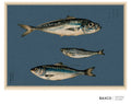 Kohada takes its name from the Japanese word for gizzard shad, a silver-scaled fish prized in traditional Japanese cuisine.

This reproduction of an 1884 Japanese colour lithograph depicts three species: aji, or scad; sappa, or sardinella; and kohada, or gizzard shad. Their shimmering scales and intricate markings are rendered with extraordinary precision against the deep indigo ground.

The original appeared in Namima no nishiki, or Brocades of the Waves, a remarkable series of twelve prints devoted to the