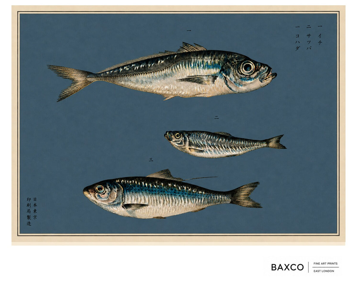 Kohada takes its name from the Japanese word for gizzard shad, a silver-scaled fish prized in traditional Japanese cuisine.

This reproduction of an 1884 Japanese colour lithograph depicts three species: aji, or scad; sappa, or sardinella; and kohada, or gizzard shad. Their shimmering scales and intricate markings are rendered with extraordinary precision against the deep indigo ground.

The original appeared in Namima no nishiki, or Brocades of the Waves, a remarkable series of twelve prints devoted to the