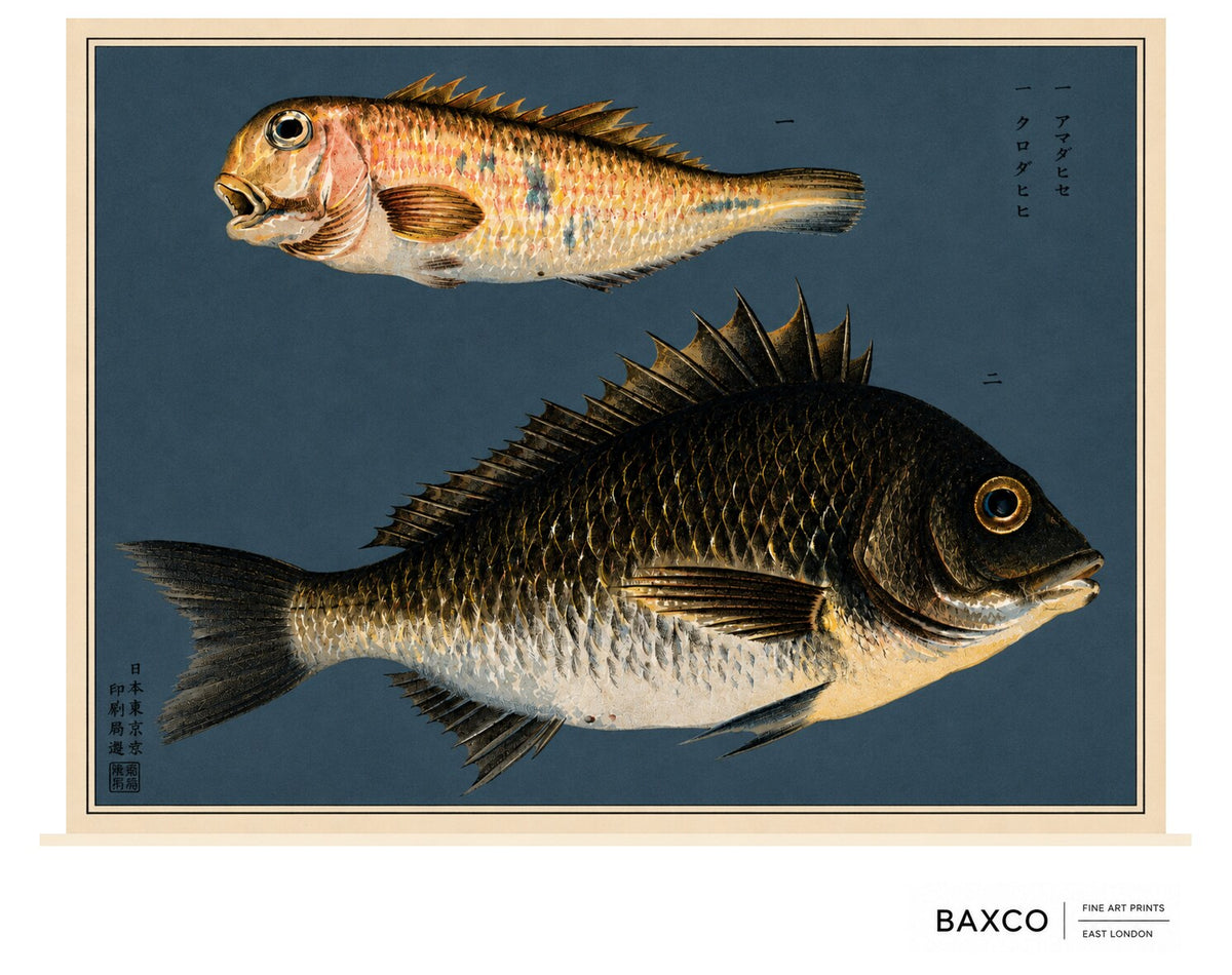 Kurodai takes its name from the Japanese word for black sea bream.

This reproduction of an 1884 Japanese colour lithograph pairs the dark, powerful form of the kurodai with the warmer tones of an amatai, or tilefish. Their beautifully articulated scales, fins and distinctive profiles stand dramatically against the deep indigo ground.

The original appeared in Namima no nishiki, or Brocades of the Waves, a remarkable series of twelve prints devoted to the inhabitants of Japanese waters.