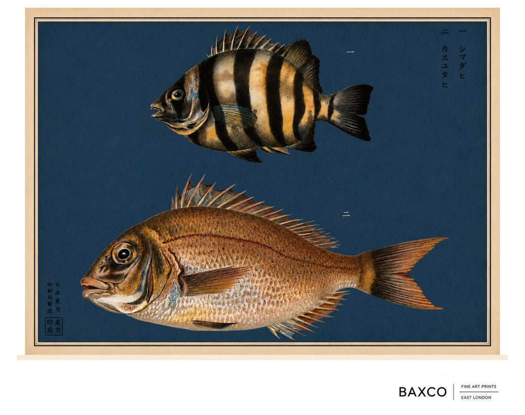 Shimadai &amp; Kasugodai brings together two distinctive inhabitants of Japanese waters: the boldly striped beakfish and the warm, copper-toned red sea bream.

This reproduction of an 1884 Japanese colour lithograph captures the contrasting forms of the two fish with remarkable delicacy. Their finely rendered scales, translucent fins and subtle natural colouring stand beautifully against the deep indigo ground.

The original appeared in Namima no nishiki, or Brocades of the Waves