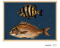 Shimadai &amp; Kasugodai brings together two distinctive inhabitants of Japanese waters: the boldly striped beakfish and the warm, copper-toned red sea bream.

This reproduction of an 1884 Japanese colour lithograph captures the contrasting forms of the two fish with remarkable delicacy. Their finely rendered scales, translucent fins and subtle natural colouring stand beautifully against the deep indigo ground.

The original appeared in Namima no nishiki, or Brocades of the Waves