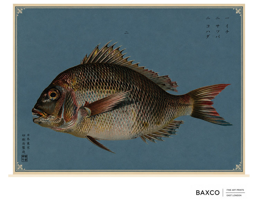 Tai takes its name from the Japanese word for sea bream, a fish traditionally associated with celebration and good fortune.

This reproduction of a late-19th-century Japanese colour lithograph presents the fish in magnificent isolation. Its powerful body, intricate scales and dark copper colouring stand against the deep blue ground, enclosed by a delicate ornamental border.

The original appeared in Namima no nishiki, or Brocades of the Waves, a remarkable series of twelve prints devoted to the inhabitants 