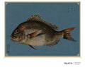 Tai takes its name from the Japanese word for sea bream, a fish traditionally associated with celebration and good fortune.

This reproduction of a late-19th-century Japanese colour lithograph presents the fish in magnificent isolation. Its powerful body, intricate scales and dark copper colouring stand against the deep blue ground, enclosed by a delicate ornamental border.

The original appeared in Namima no nishiki, or Brocades of the Waves, a remarkable series of twelve prints devoted to the inhabitants 