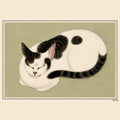 Gatto