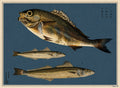 Isaki