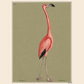 The Flamingo
