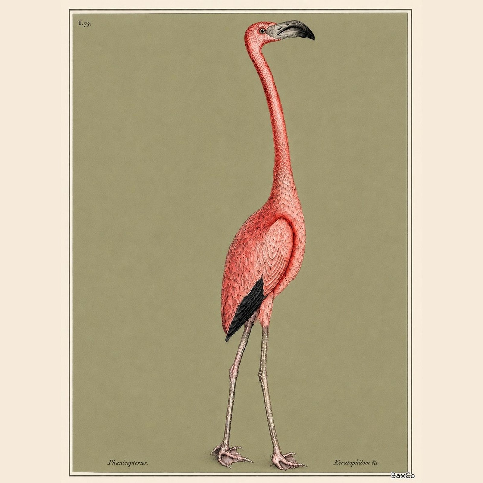 The Flamingo
