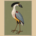 The Crested Boatbill