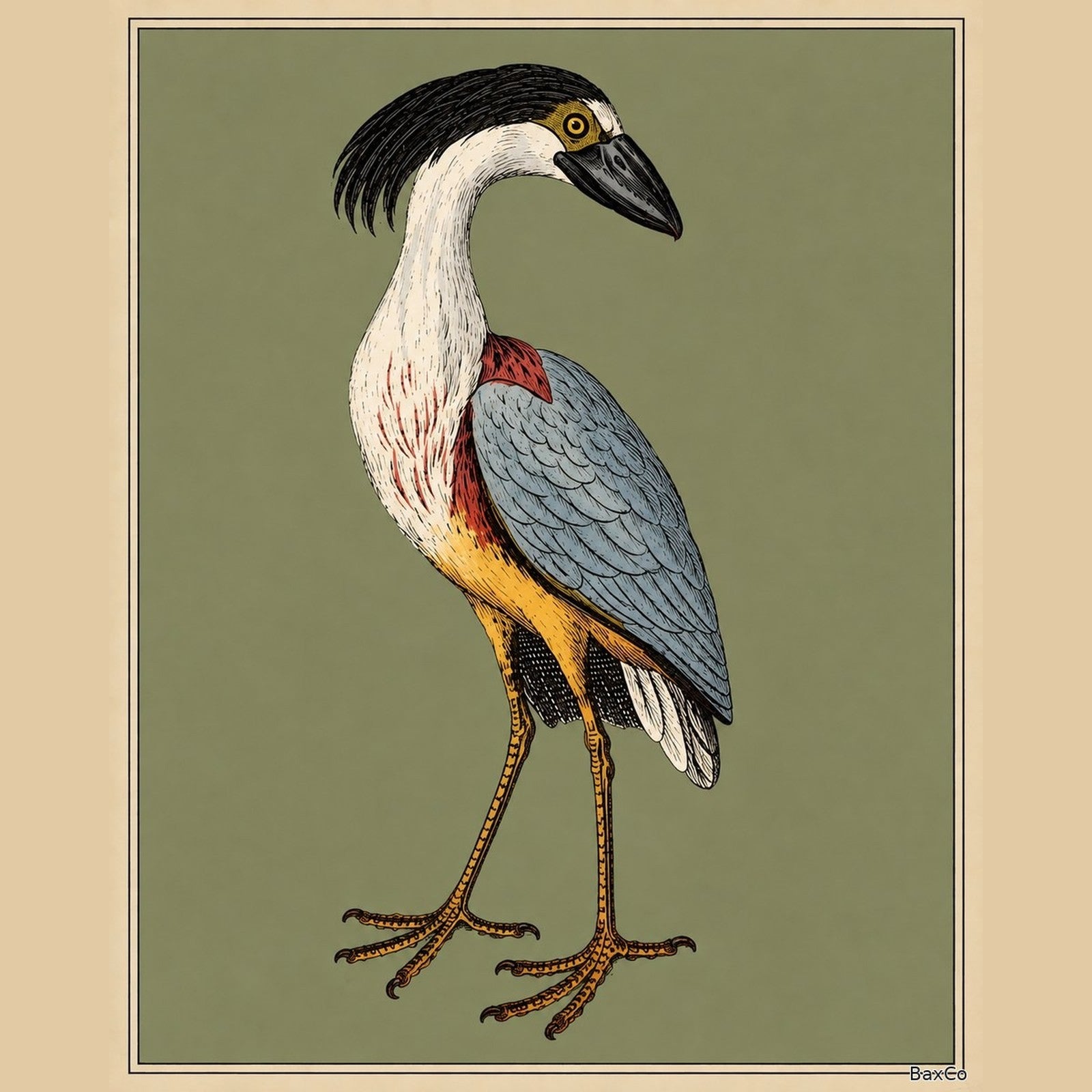 The Crested Boatbill