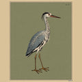 Ardea