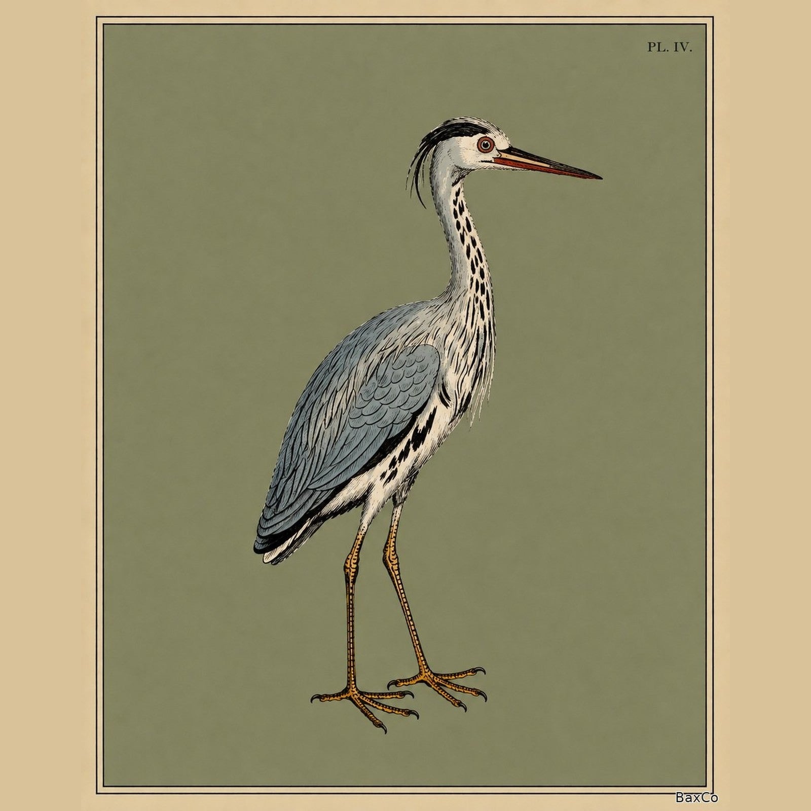 Ardea