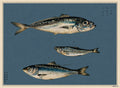 Kohada