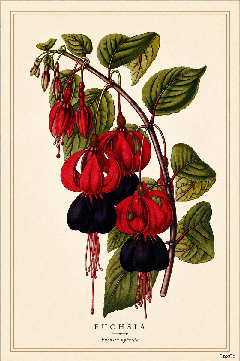 Fuscia