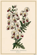 Humilis