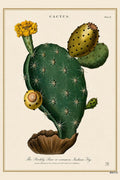 Prickly Pear