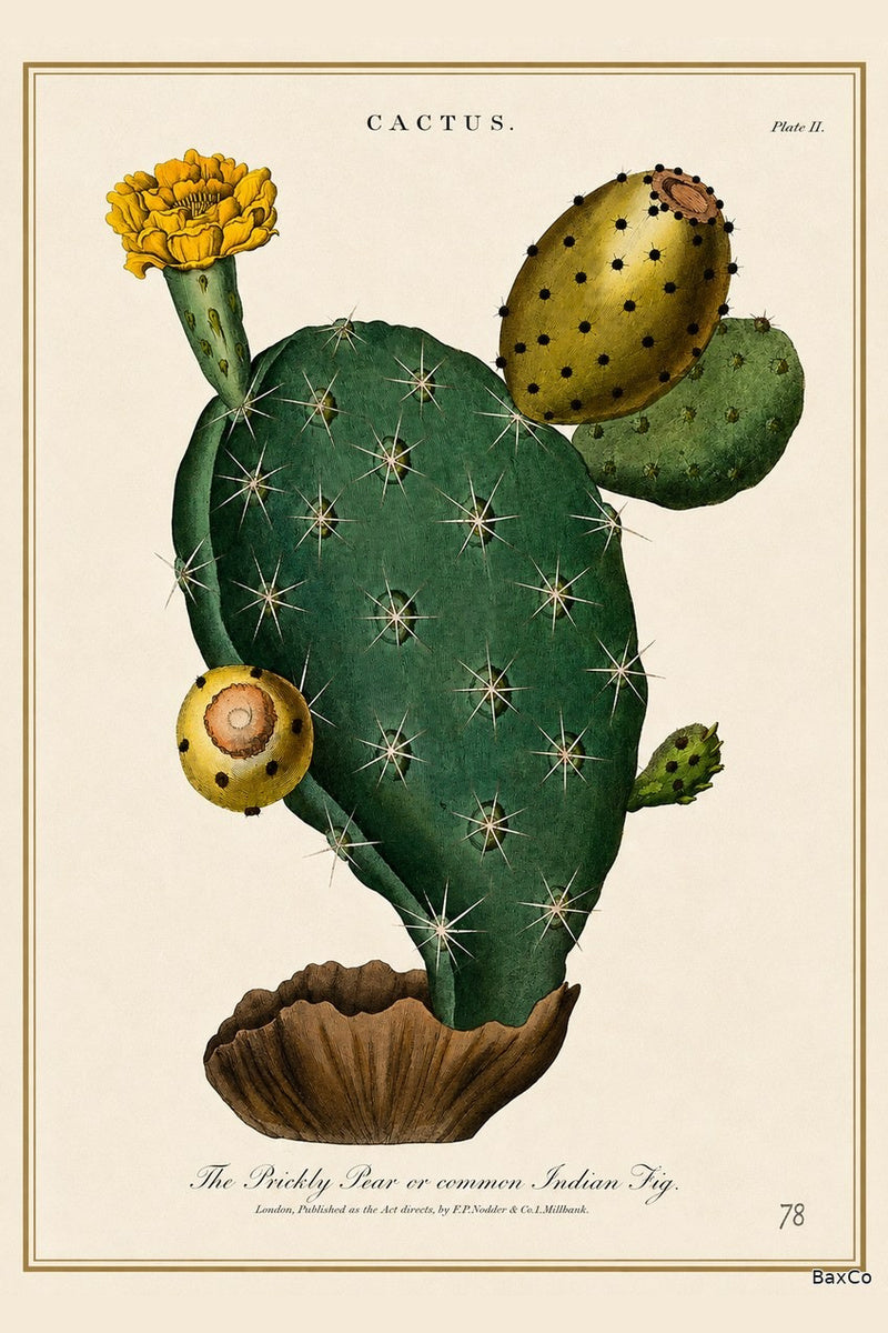Prickly Pear