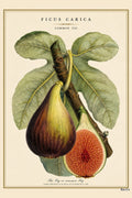 Fig