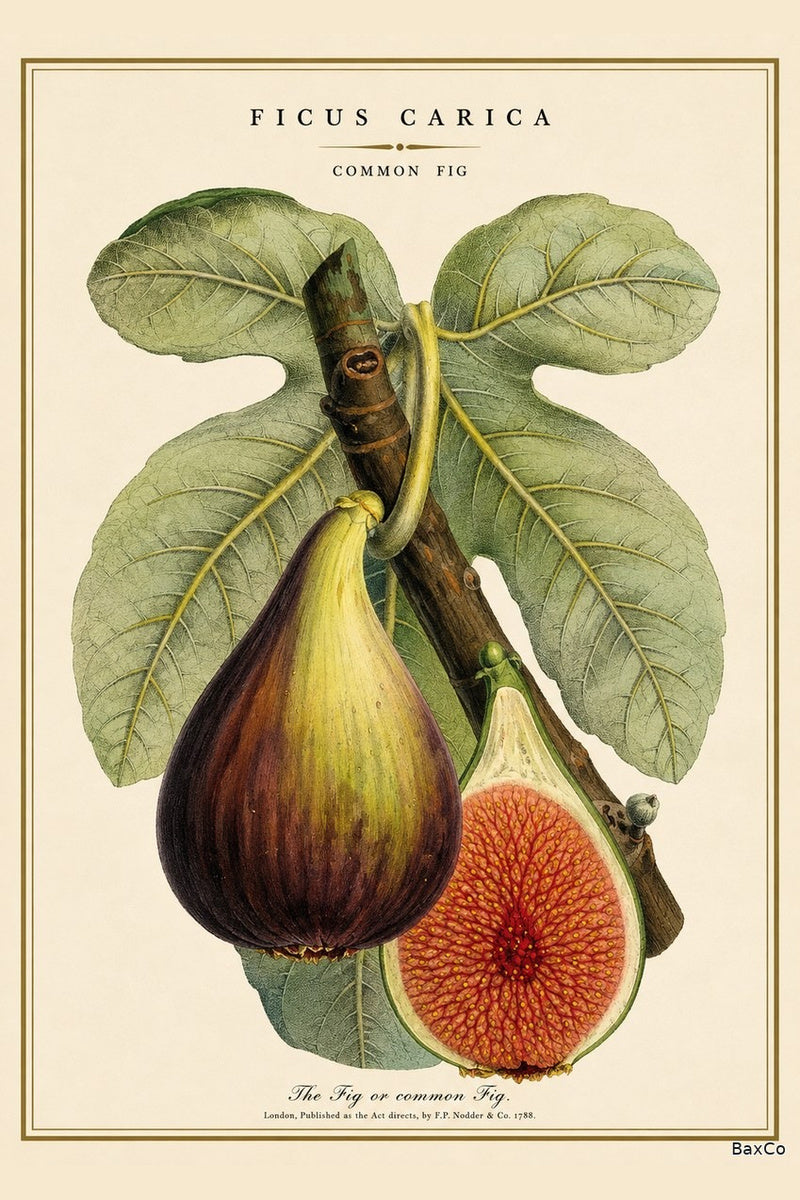 Fig