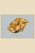Agaricus Bellulipes