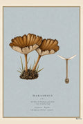 Marasmius