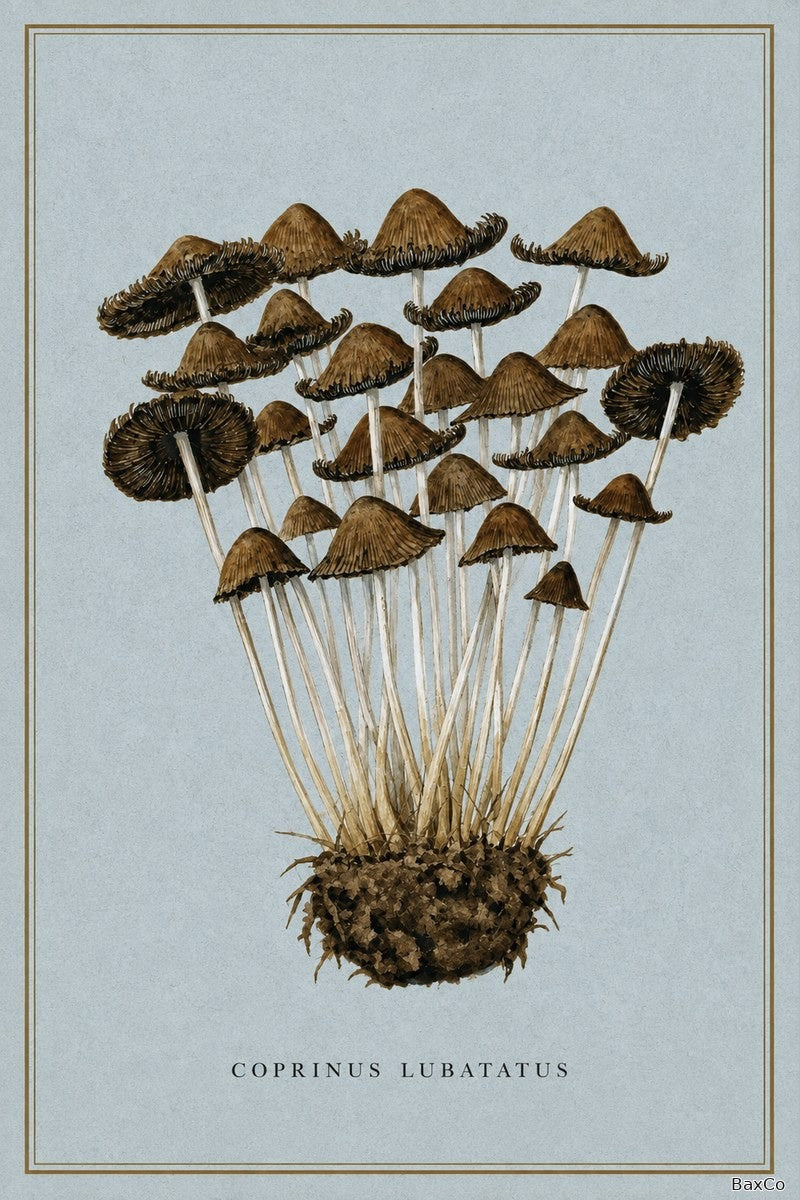 Coprinus Lubatatus