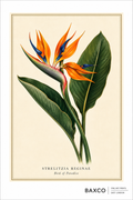 A reproduction of a mid-19th-century watercolour of Strelitzia reginae, better known as the bird of paradise or crane flower. Native to South Africa, its extraordinary orange and blue flowers give the impression of an exotic bird in flight. Introduced to Britain in 1773, the plant was named in honour of Queen Charlotte of Mecklenburg-Strelitz.