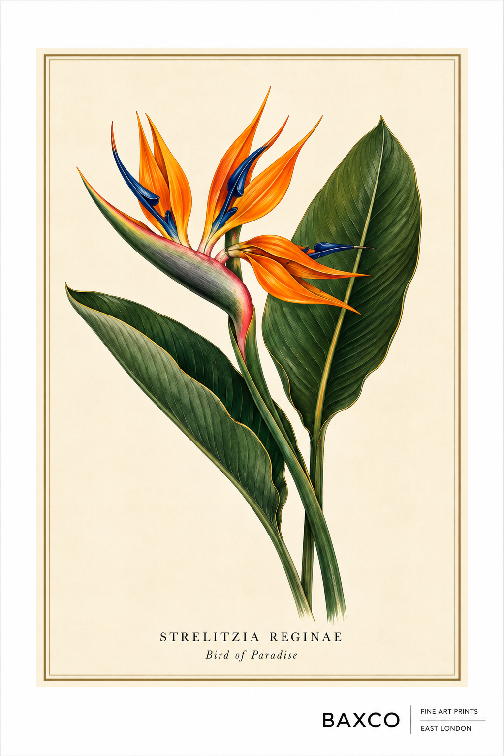 A reproduction of a mid-19th-century watercolour of Strelitzia reginae, better known as the bird of paradise or crane flower. Native to South Africa, its extraordinary orange and blue flowers give the impression of an exotic bird in flight. Introduced to Britain in 1773, the plant was named in honour of Queen Charlotte of Mecklenburg-Strelitz.