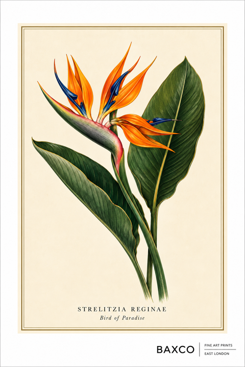 A reproduction of a mid-19th-century watercolour of Strelitzia reginae, better known as the bird of paradise or crane flower. Native to South Africa, its extraordinary orange and blue flowers give the impression of an exotic bird in flight. Introduced to Britain in 1773, the plant was named in honour of Queen Charlotte of Mecklenburg-Strelitz.