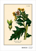 A striking botanical study of black henbane, or Hyoscyamus niger, a poisonous plant with a long and unsettling history. Used medicinally since antiquity but dangerous in uncontrolled doses, henbane became entwined with folklore, witchcraft, hallucinogenic preparations, and poison.

The illustration originates from an 1855 hand-coloured engraving by J. Johnstone, published in Glasgow by Blackie & Son as part of a study of four poisonous plants: hemlock, henbane, poisonous lettuce and autumnal meadow saffron.