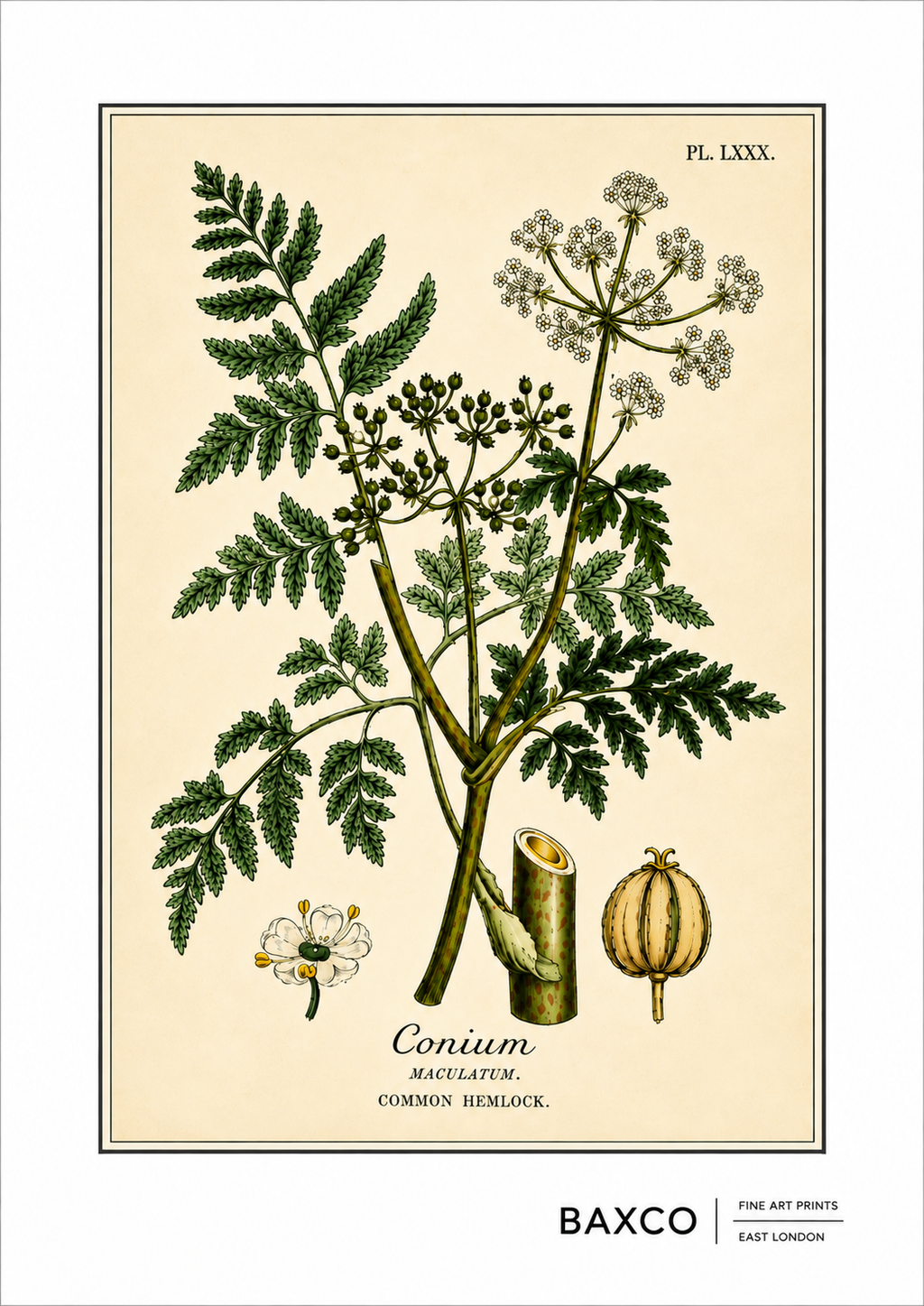 A finely detailed botanical study of common hemlock, or Conium maculatum, one of history’s most infamous poisonous plants. Used as a method of execution in the ancient world, hemlock is forever associated with the death of the Greek philosopher Socrates, who was sentenced to drink the poison in 399 BC.

The illustration originates from an 1855 hand-coloured engraving by J. Johnstone, published in Glasgow by Blackie &amp; Son as part of a study of four poisonous plants: hemlock, henbane, poisonous lettuce an