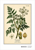 A finely detailed botanical study of common hemlock, or Conium maculatum, one of history’s most infamous poisonous plants. Used as a method of execution in the ancient world, hemlock is forever associated with the death of the Greek philosopher Socrates, who was sentenced to drink the poison in 399 BC.

The illustration originates from an 1855 hand-coloured engraving by J. Johnstone, published in Glasgow by Blackie &amp; Son as part of a study of four poisonous plants: hemlock, henbane, poisonous lettuce an