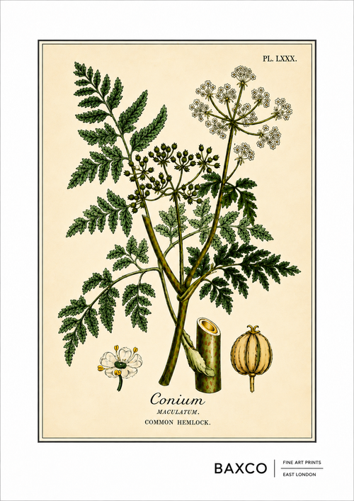 A finely detailed botanical study of common hemlock, or Conium maculatum, one of history’s most infamous poisonous plants. Used as a method of execution in the ancient world, hemlock is forever associated with the death of the Greek philosopher Socrates, who was sentenced to drink the poison in 399 BC.

The illustration originates from an 1855 hand-coloured engraving by J. Johnstone, published in Glasgow by Blackie &amp; Son as part of a study of four poisonous plants: hemlock, henbane, poisonous lettuce an